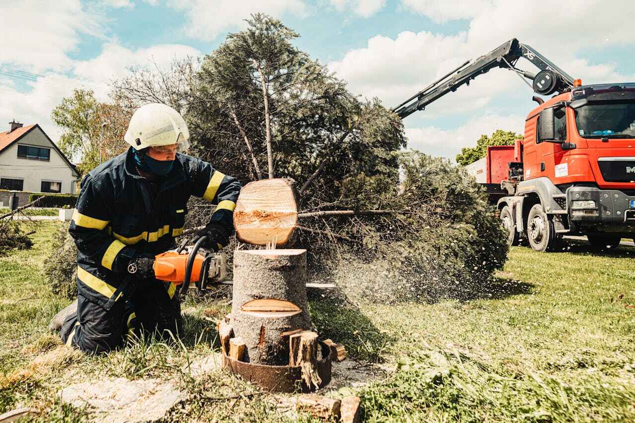 Best Palm Tree Trimming  in Seymour, TX